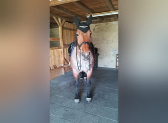 Meer koudbloeden Mix, Merrie, 13 Jaar, 165 cm, Roan-Bay