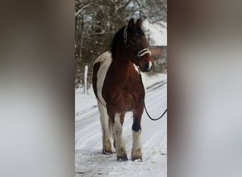 Meer koudbloeden, Merrie, 16 Jaar, 158 cm, Gevlekt-paard