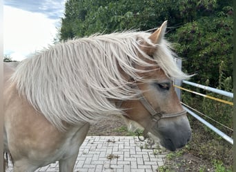 Meer koudbloeden Mix, Merrie, 2 Jaar, 151 cm, Palomino