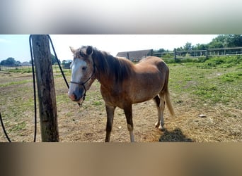 Meer koudbloeden Mix, Merrie, 3 Jaar, 148 cm, Brown Falb schimmel