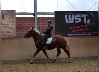 Meer koudbloeden, Merrie, 3 Jaar, 154 cm