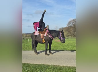Meer koudbloeden Mix, Merrie, 4 Jaar, 153 cm, Zwart