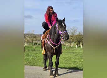 Meer koudbloeden Mix, Merrie, 4 Jaar, 153 cm, Zwart