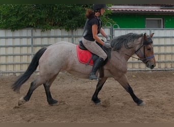Meer koudbloeden Mix, Merrie, 4 Jaar, 155 cm, Brown Falb schimmel