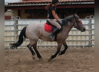 Meer koudbloeden Mix, Merrie, 4 Jaar, 155 cm, Brown Falb schimmel
