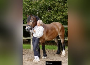 Meer koudbloeden, Merrie, 5 Jaar, 162 cm, Bruin