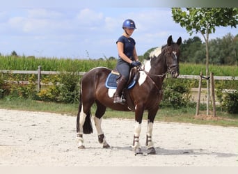 Meer koudbloeden, Merrie, 6 Jaar, 150 cm, Gevlekt-paard