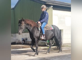 Meer koudbloeden Mix, Merrie, 6 Jaar, 158 cm, Zwart