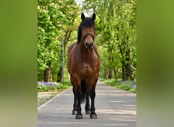 Meer koudbloeden, Merrie, 6 Jaar, 160 cm, Bruin