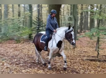 Meer koudbloeden, Merrie, 6 Jaar, 160 cm, Gevlekt-paard