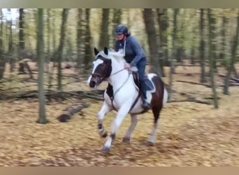 Meer koudbloeden, Merrie, 6 Jaar, 160 cm, Gevlekt-paard