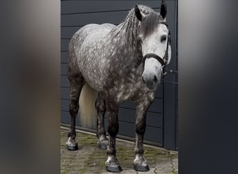 Meer koudbloeden, Merrie, 6 Jaar, 161 cm, Appelschimmel
