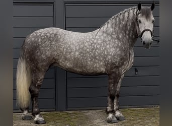 Meer koudbloeden, Merrie, 6 Jaar, 161 cm, Appelschimmel