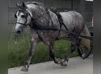 Meer koudbloeden, Merrie, 6 Jaar, 161 cm, Appelschimmel