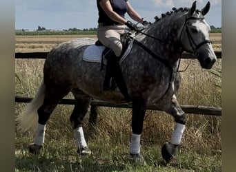 Meer koudbloeden, Merrie, 6 Jaar, 161 cm, Appelschimmel