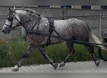 Meer koudbloeden, Merrie, 6 Jaar, 161 cm, Appelschimmel