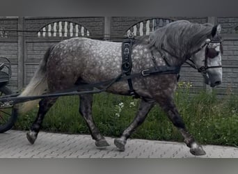 Meer koudbloeden, Merrie, 6 Jaar, 161 cm, Appelschimmel