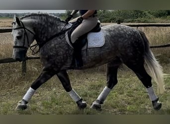 Meer koudbloeden, Merrie, 6 Jaar, 161 cm, Appelschimmel