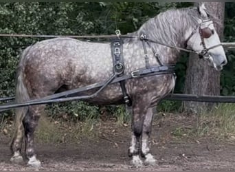 Meer koudbloeden, Merrie, 6 Jaar, 161 cm, Appelschimmel