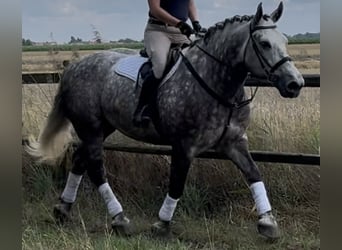 Meer koudbloeden, Merrie, 6 Jaar, 161 cm, Appelschimmel