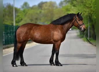 Meer koudbloeden, Merrie, 6 Jaar, 162 cm, Bruin