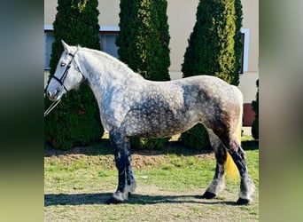 Meer koudbloeden, Merrie, 6 Jaar, 162 cm, Schimmel