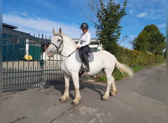 Meer koudbloeden, Merrie, 6 Jaar, 162 cm, Schimmel