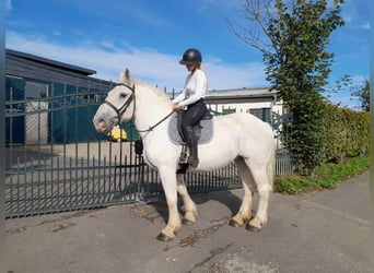 Meer koudbloeden, Merrie, 6 Jaar, 162 cm, Schimmel
