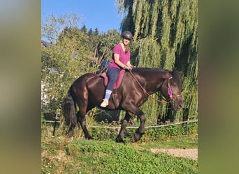 Meer koudbloeden, Merrie, 6 Jaar, 162 cm, Zwart