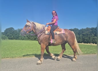Meer koudbloeden, Merrie, 6 Jaar, 165 cm, Donkere-vos