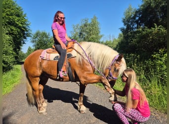 Meer koudbloeden, Merrie, 6 Jaar, 165 cm, Donkere-vos