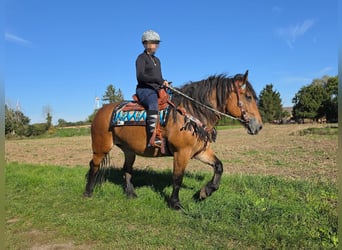 Meer koudbloeden, Merrie, 7 Jaar, 154 cm, Bruin