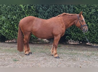 Meer koudbloeden, Merrie, 7 Jaar, 157 cm, Roodvos