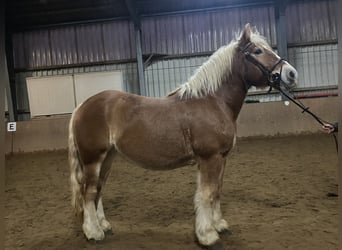 Meer koudbloeden, Merrie, 8 Jaar, 156 cm, Vos