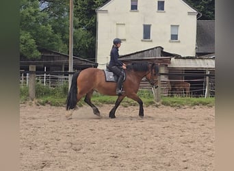 Meer koudbloeden, Merrie, 8 Jaar, 160 cm, Bruin