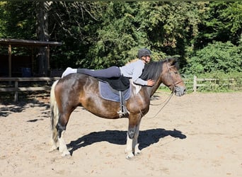 Meer koudbloeden, Merrie, 8 Jaar, 160 cm, Gevlekt-paard