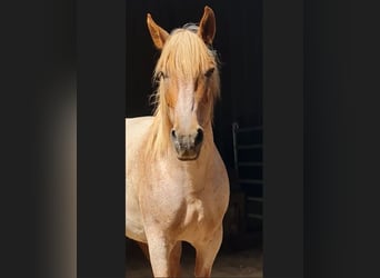 Meer koudbloeden Mix, Merrie, 8 Jaar, 164 cm, Rood schimmel