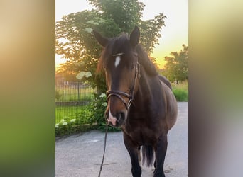 Meer koudbloeden Mix, Ruin, 10 Jaar, 163 cm, Donkerbruin