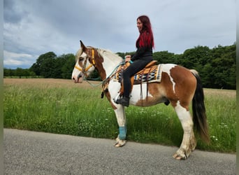 Meer koudbloeden, Ruin, 3 Jaar, 154 cm, Gevlekt-paard