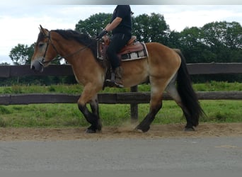 Meer koudbloeden, Ruin, 3 Jaar, 156 cm, Bruin