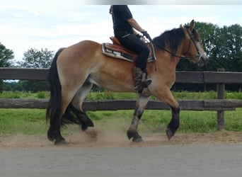 Meer koudbloeden, Ruin, 3 Jaar, 156 cm, Bruin