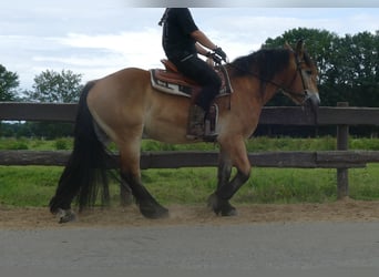 Meer koudbloeden, Ruin, 3 Jaar, 156 cm, Bruin