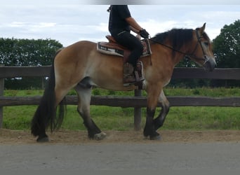 Meer koudbloeden, Ruin, 3 Jaar, 156 cm, Bruin