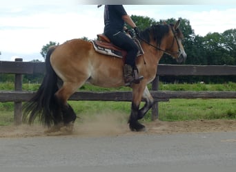 Meer koudbloeden, Ruin, 3 Jaar, 156 cm, Bruin