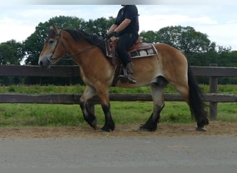 Meer koudbloeden, Ruin, 3 Jaar, 156 cm, Bruin