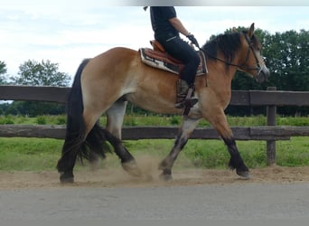 Meer koudbloeden, Ruin, 3 Jaar, 156 cm, Bruin