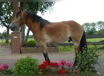 Meer koudbloeden, Ruin, 3 Jaar, 156 cm, Bruin