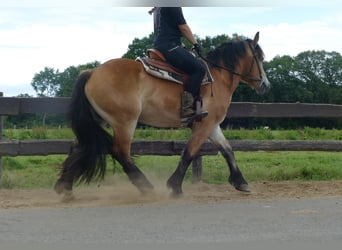 Meer koudbloeden, Ruin, 3 Jaar, 156 cm, Bruin
