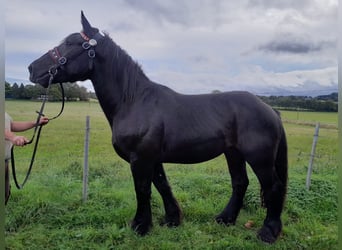 Weitere Kaltblüter, Wallach, 3 Jahre, 160 cm, Rappe