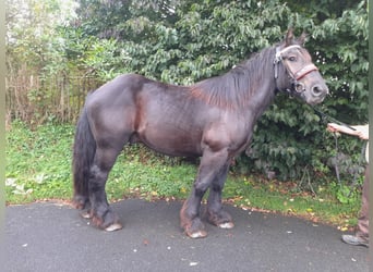 Weitere Kaltblüter, Wallach, 3 Jahre, 160 cm, Rappe